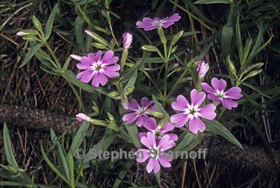 phlox speciosa 2 graphic